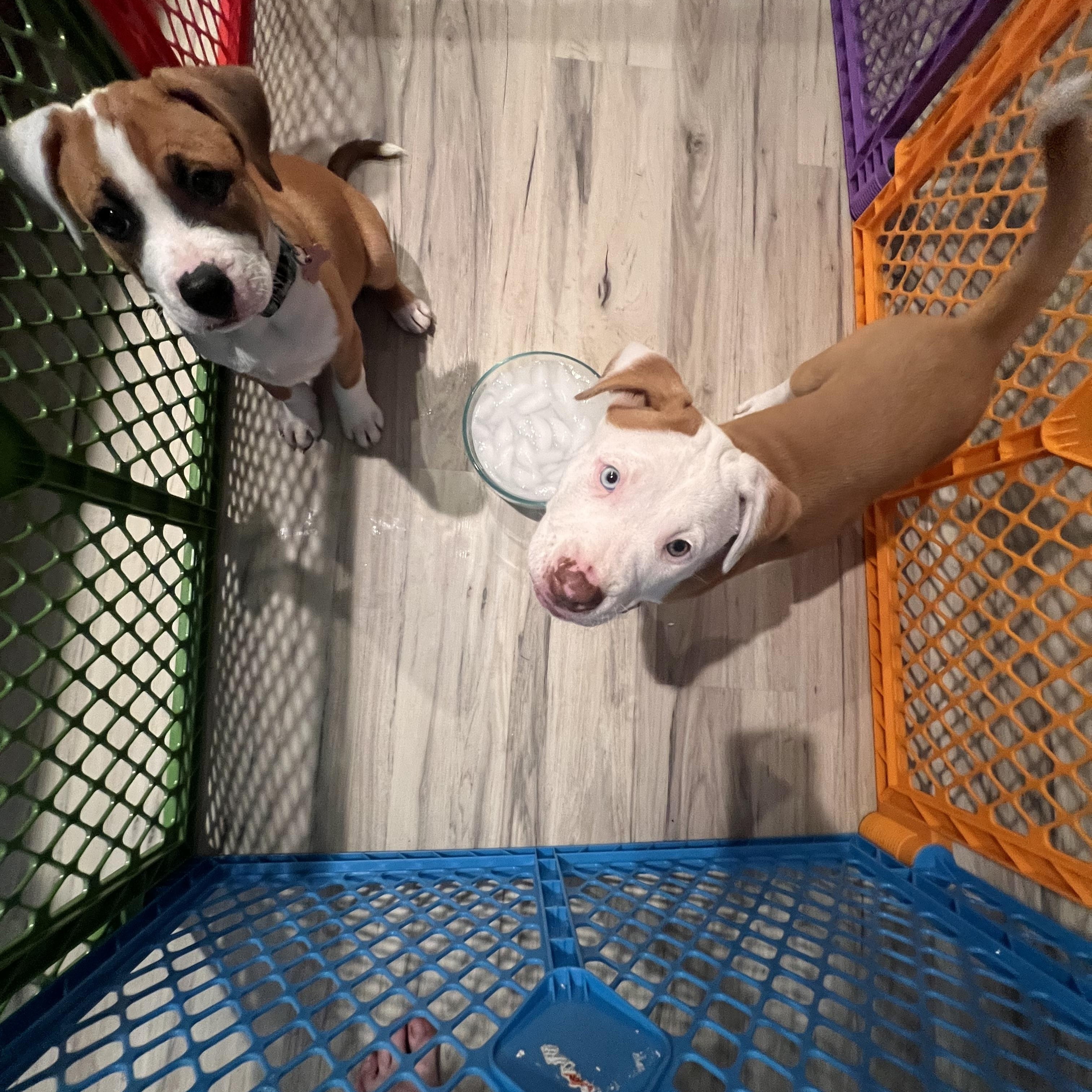 Enlarge Miller NKA Stormey, an adopted Pit Bull Terrier in Minneapolis, MN image 2/5