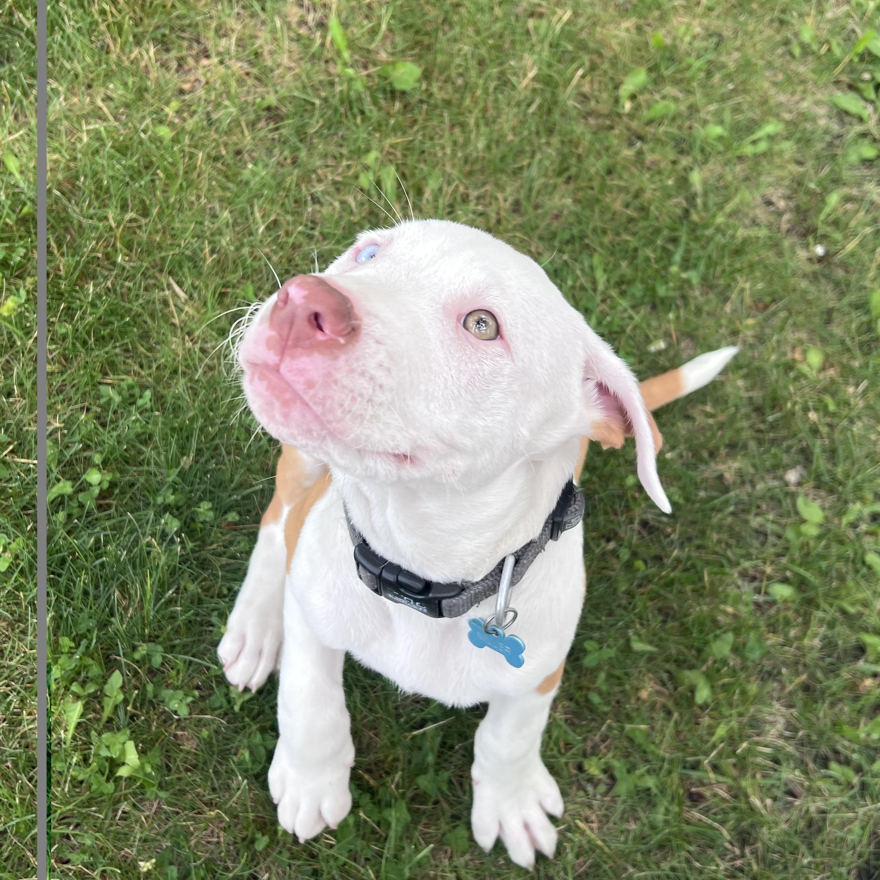 Miller NKA Stormey, adopted, Puppy Male Pit Bull Terrier.