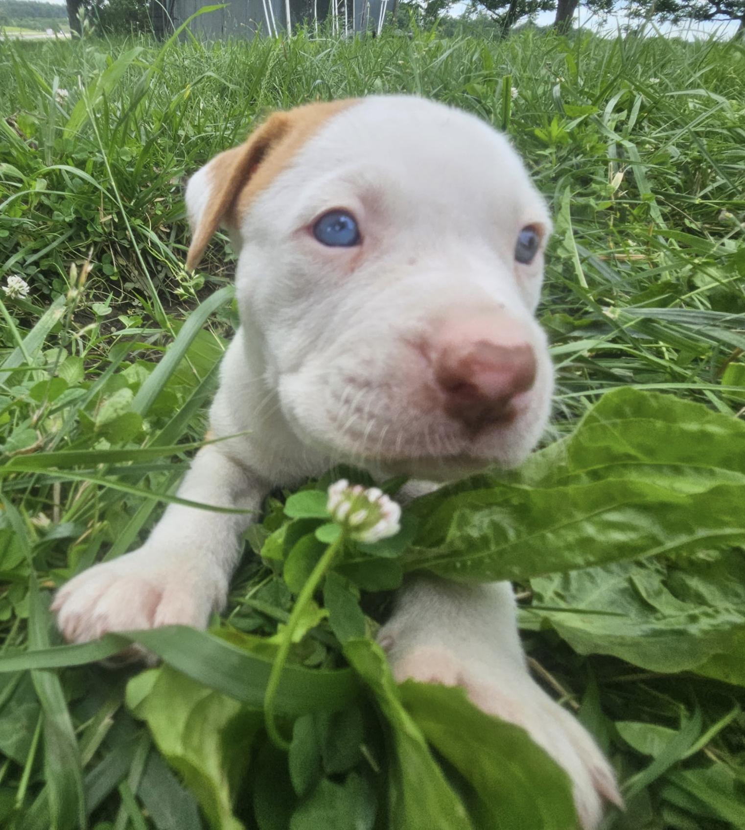 Enlarge Miller NKA Stormey, an adopted Pit Bull Terrier in Minneapolis, MN image 5/5