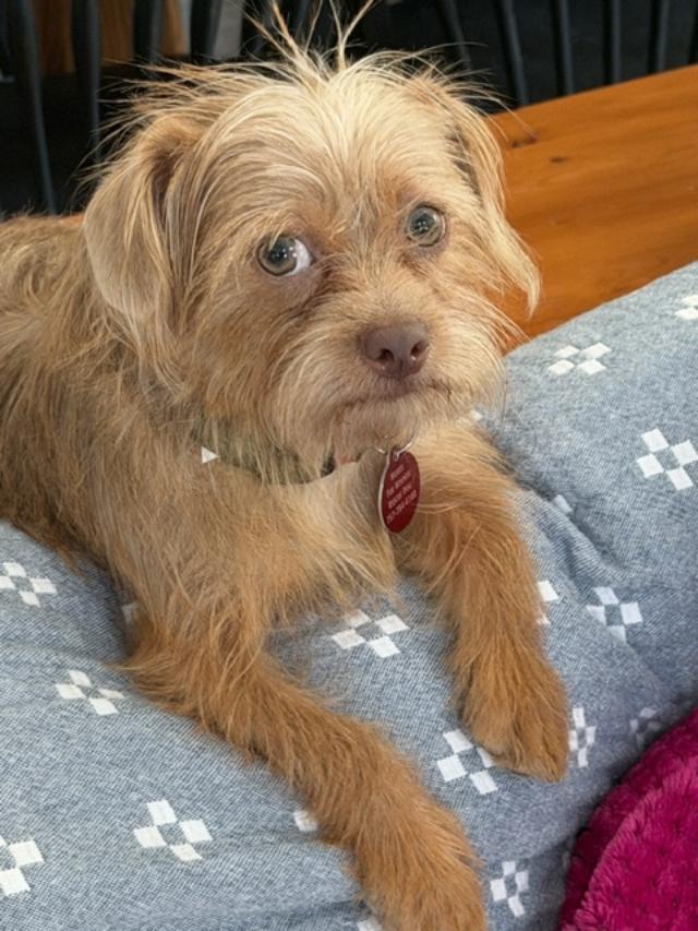 Murphy, a ADOPTABLE mixed breed in Williamsburg, VA image 1/6