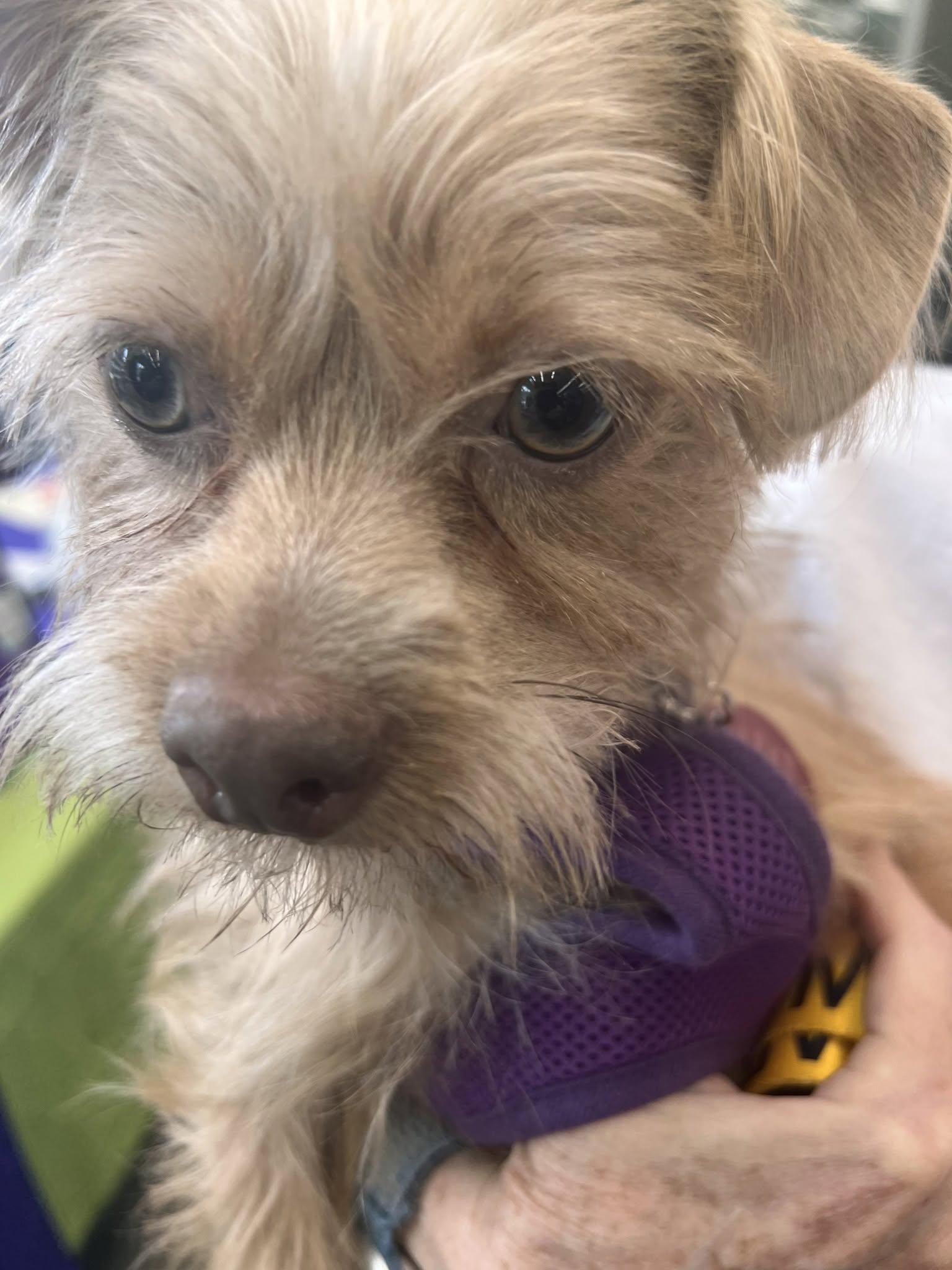 Murphy, a ADOPTABLE mixed breed in Williamsburg, VA image 2/6