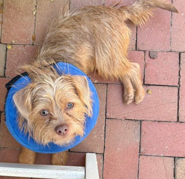 Murphy, a ADOPTABLE mixed breed in Williamsburg, VA image 5/6