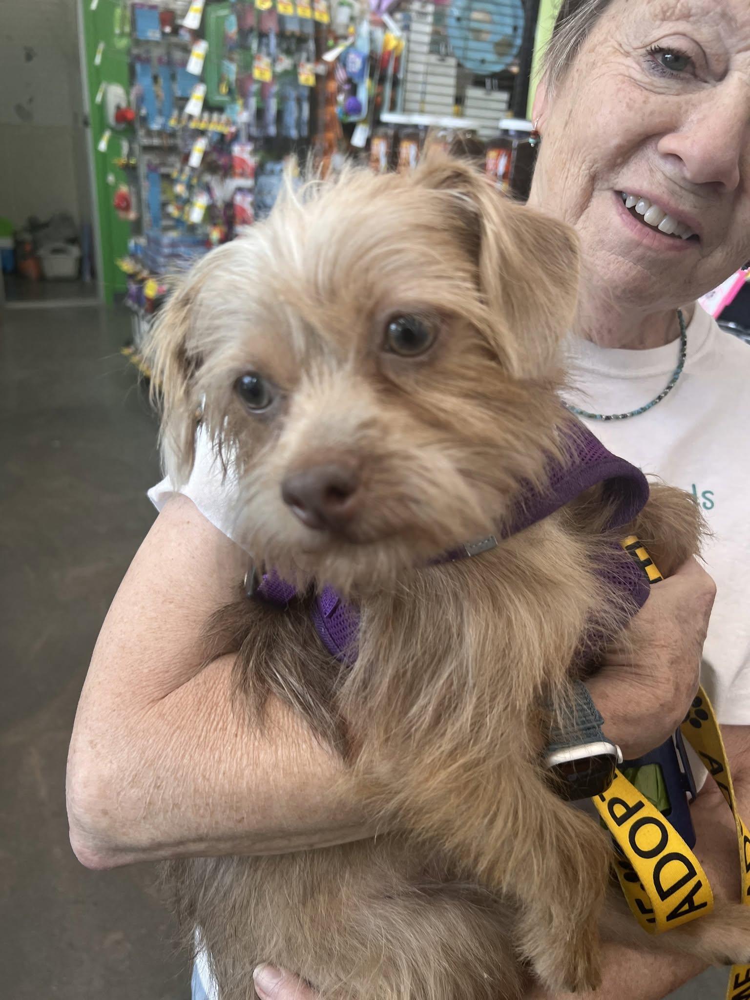 Murphy, a ADOPTABLE mixed breed in Williamsburg, VA image 4/6