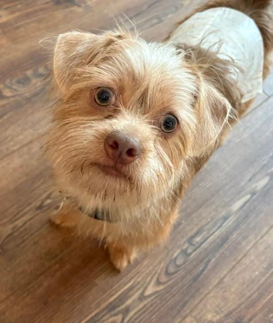 Murphy, a ADOPTABLE mixed breed in Williamsburg, VA image 3/6