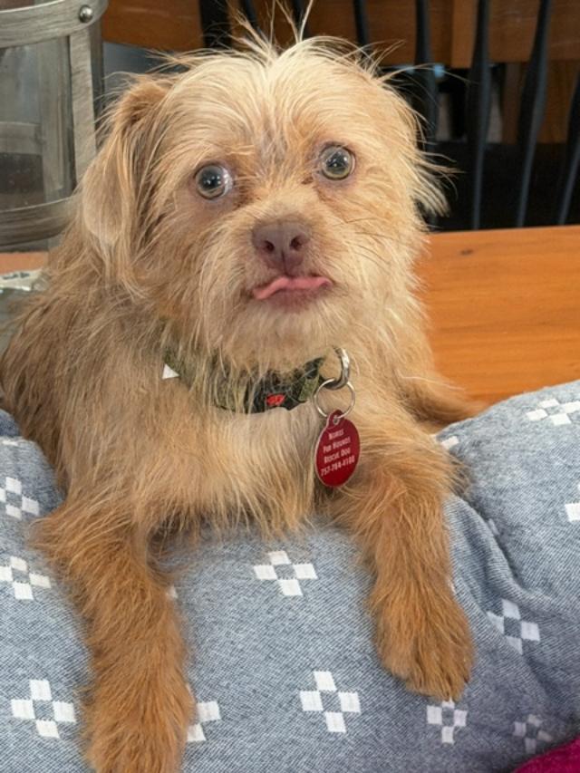 Murphy, a ADOPTABLE mixed breed in Williamsburg, VA image 6/6