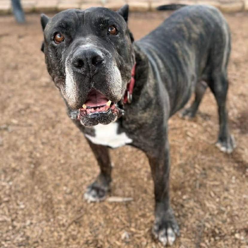 Enlarge Caruso, a Adoptable Cane Corso in Ramona, CA image 1/6