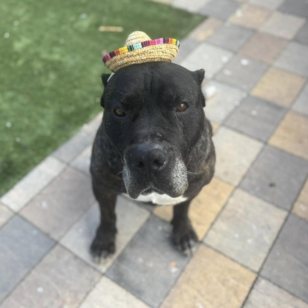 Enlarge Caruso, a Adoptable Cane Corso in Ramona, CA image 2/6