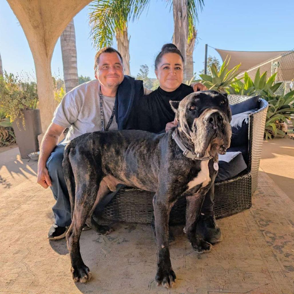 Enlarge Caruso, a Adoptable Cane Corso in Ramona, CA image 3/6