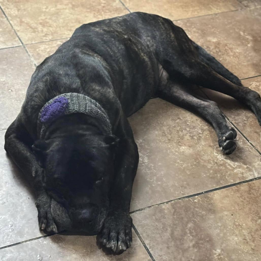 Enlarge Caruso, a Adoptable Cane Corso in Ramona, CA image 4/6