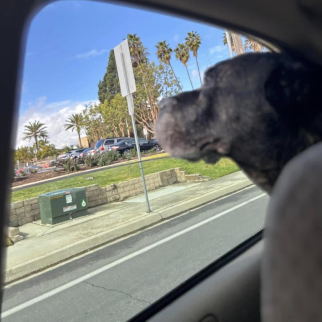 Enlarge Caruso, a Adoptable Cane Corso in Ramona, CA image 5/6