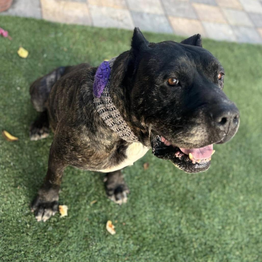 Enlarge Caruso, a Adoptable Cane Corso in Ramona, CA image 6/6