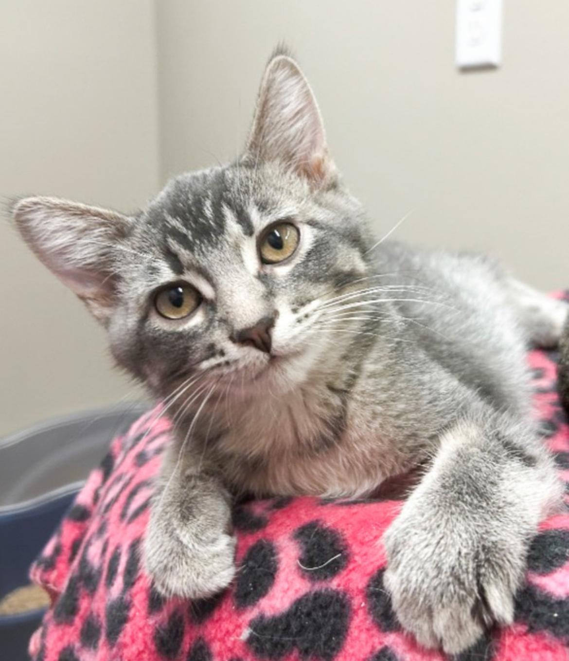 Gouda, Adoptable, Kitten Male Domestic Short Hair.