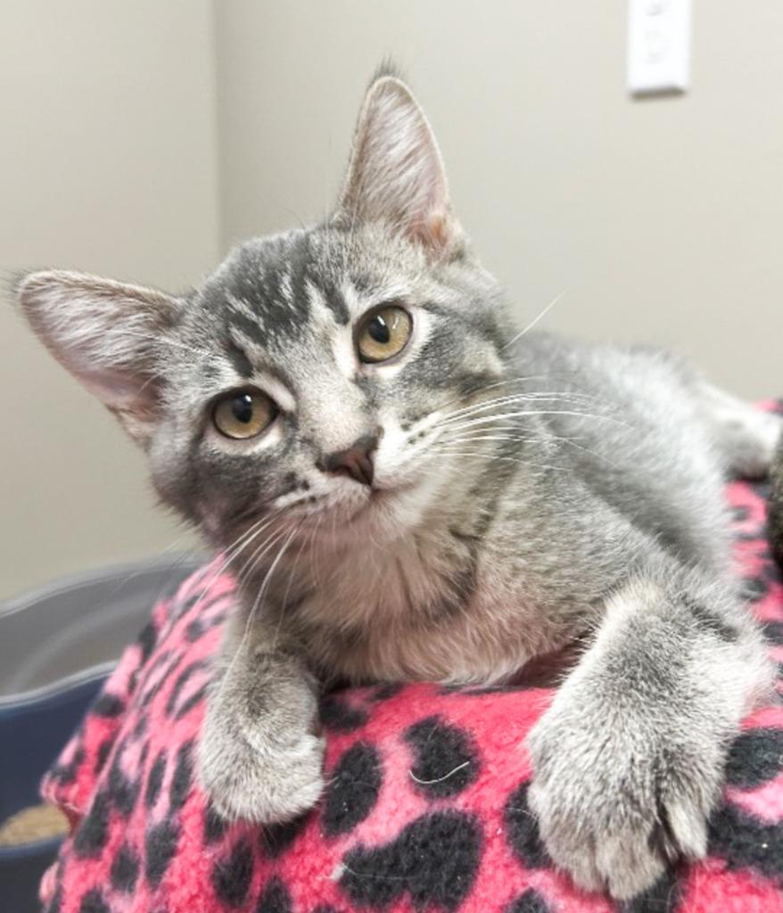 Gouda, Adoptable, Kitten Male Domestic Short Hair.