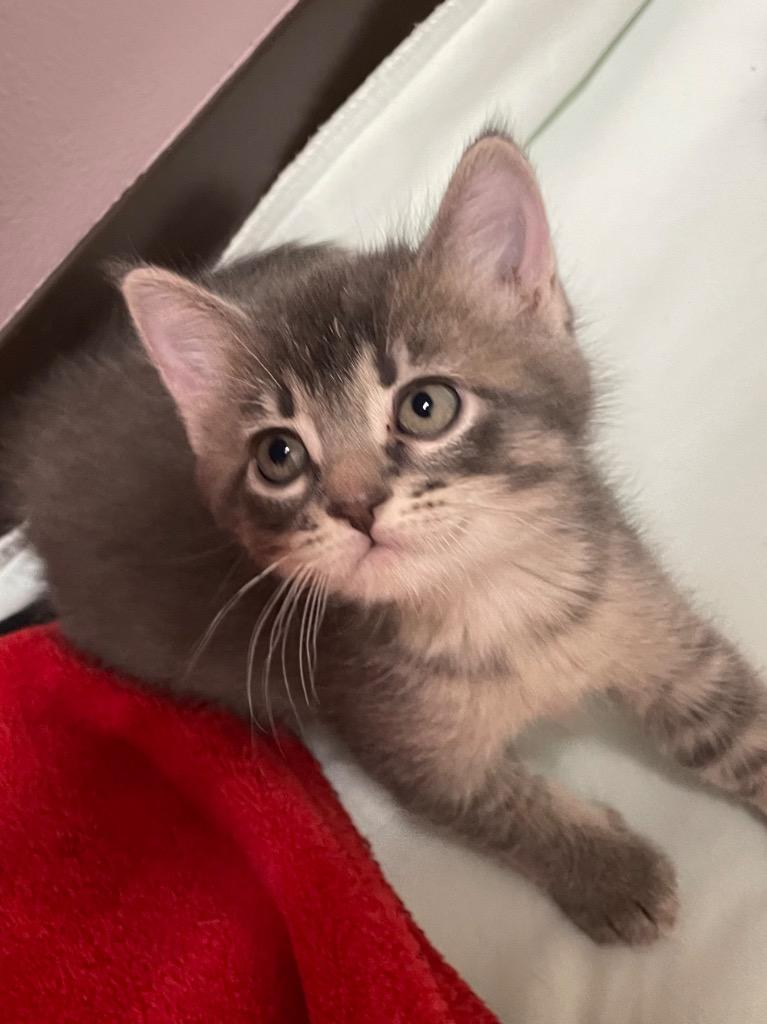 Gouda, Adoptable, Kitten Male Domestic Short Hair.