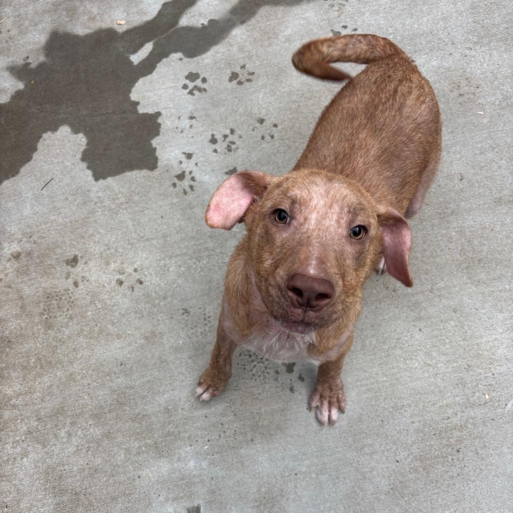 farenhight, Adoptable, Young Female Mixed Breed.