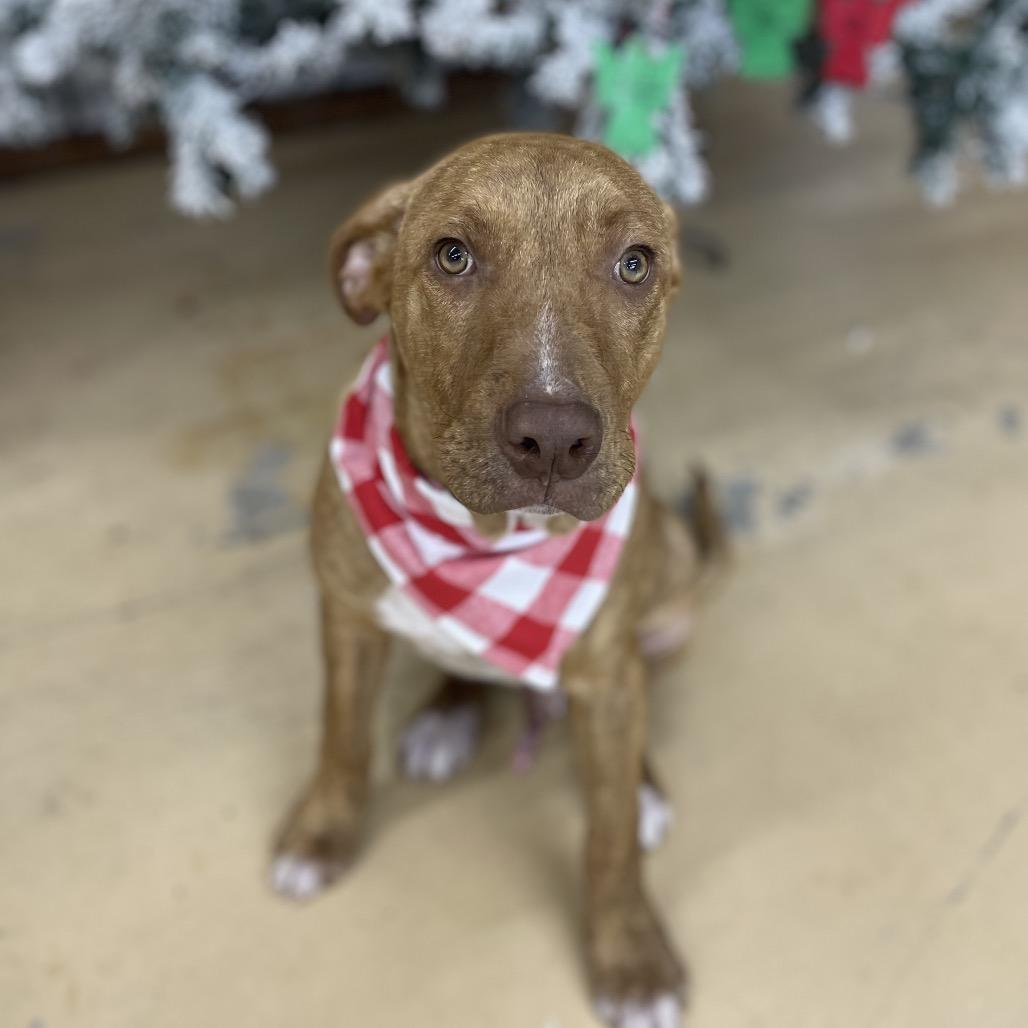 Enlarge farenhight, a Adoptable Mixed Breed in Parrish, AL image 2/5