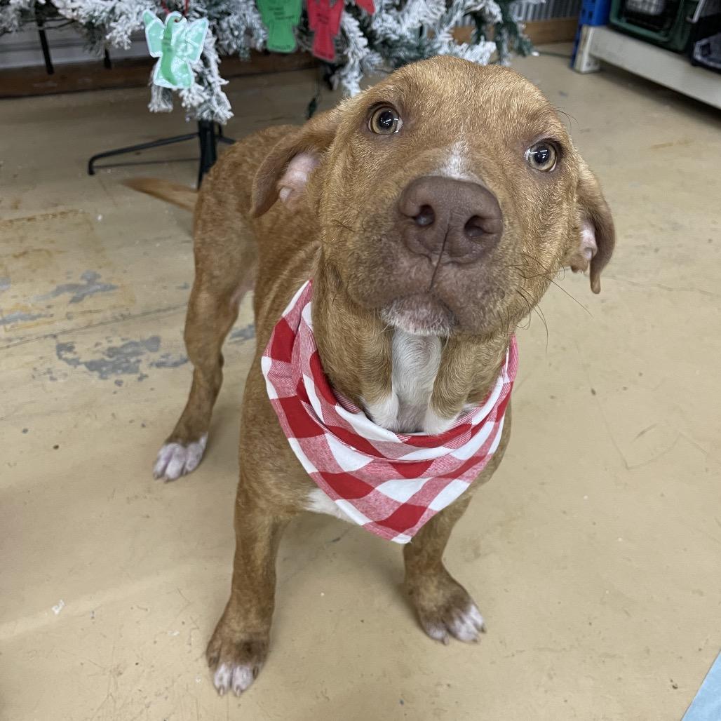 Enlarge farenhight, a Adoptable Mixed Breed in Parrish, AL image 3/5