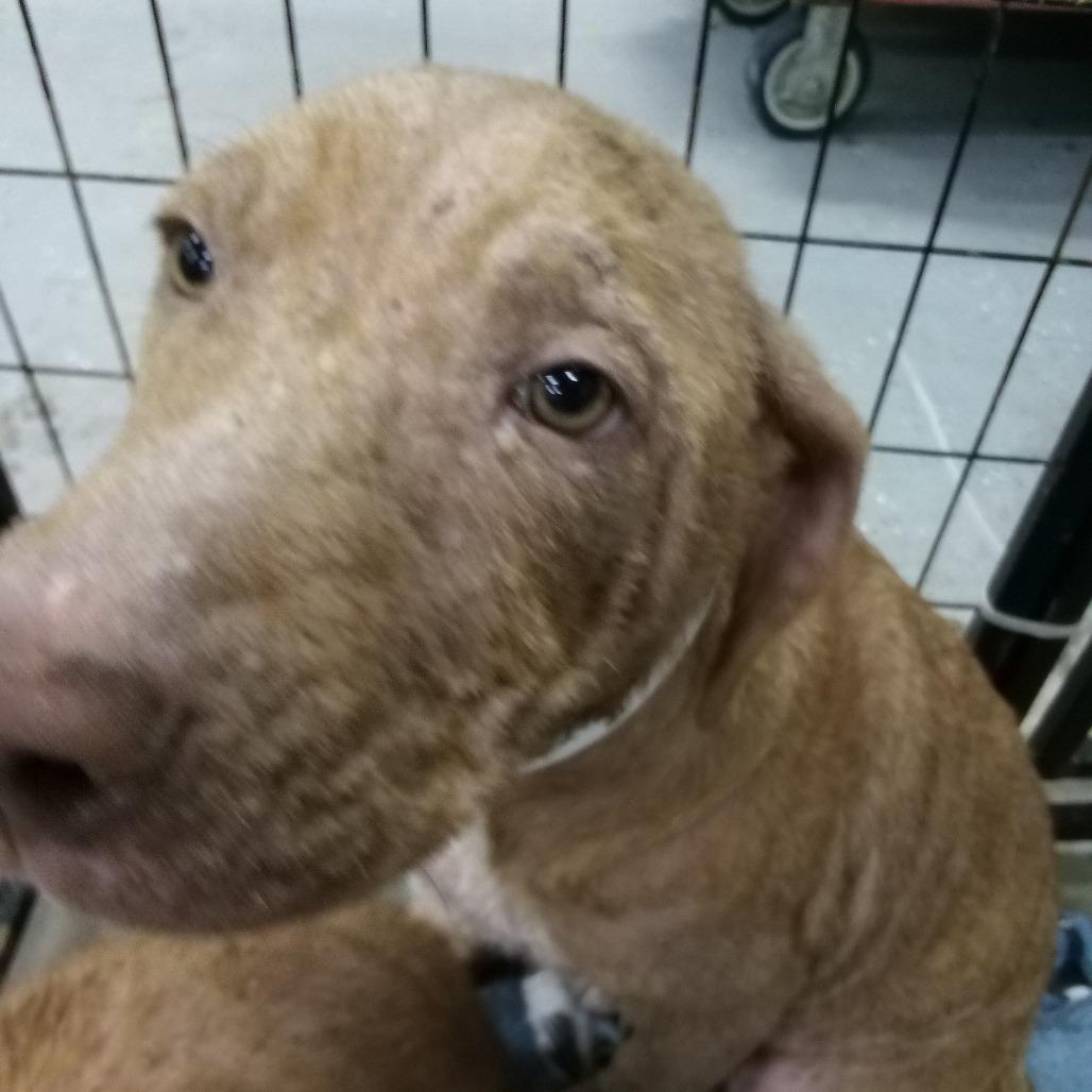 Enlarge farenhight, a Adoptable Mixed Breed in Parrish, AL image 4/5