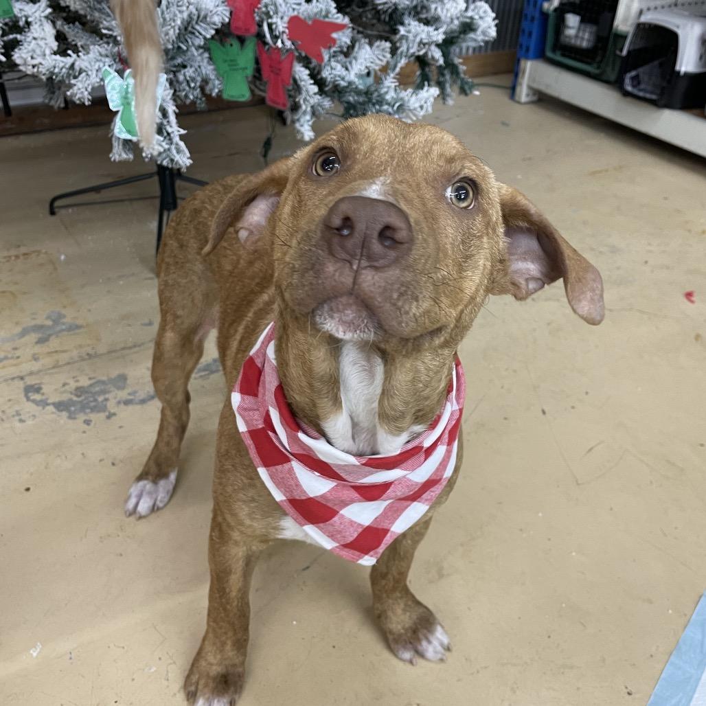 Enlarge farenhight, a Adoptable Mixed Breed in Parrish, AL image 5/5