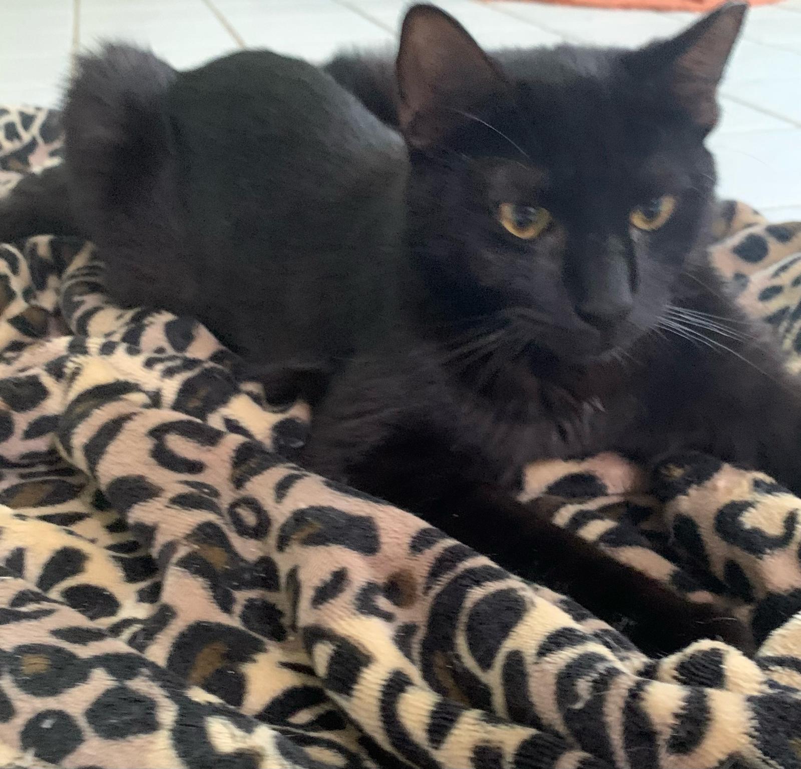 Breezy The Greeter, a Adoptable Domestic Short Hair in Parkland, FL image 2/4