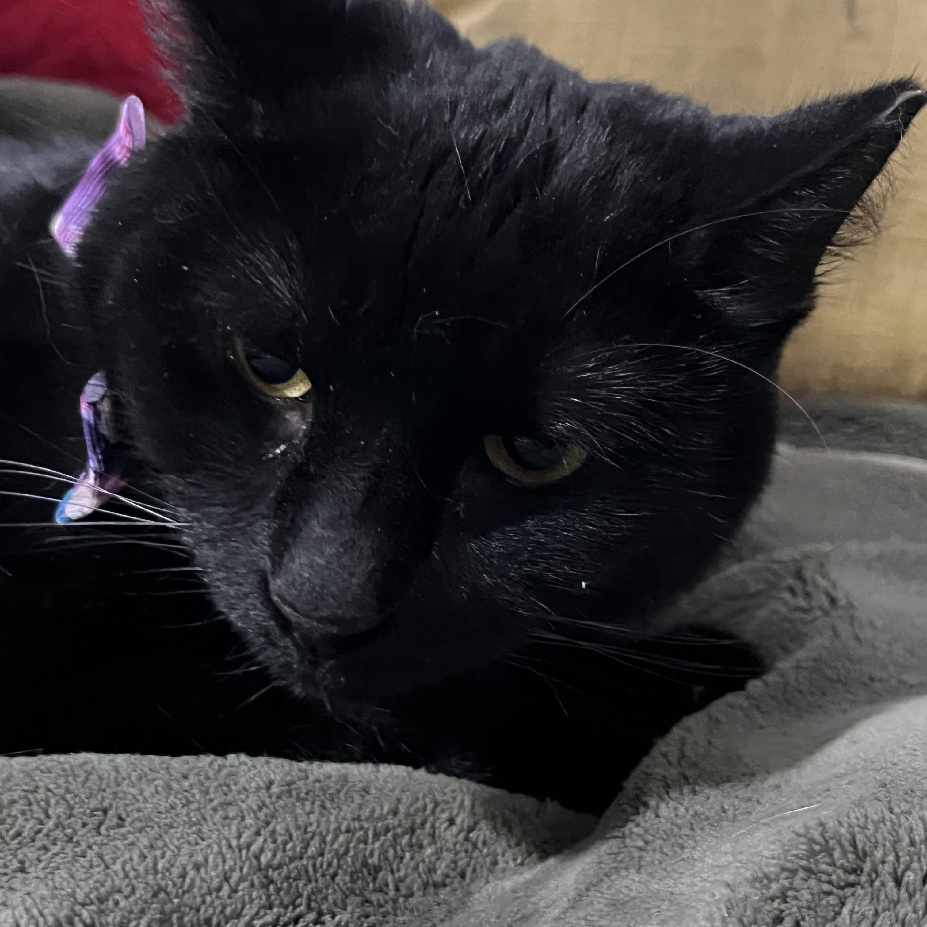 Enlarge Breezy Lovebug, a Adoptable Domestic Short Hair in Parkland, FL image 2/4