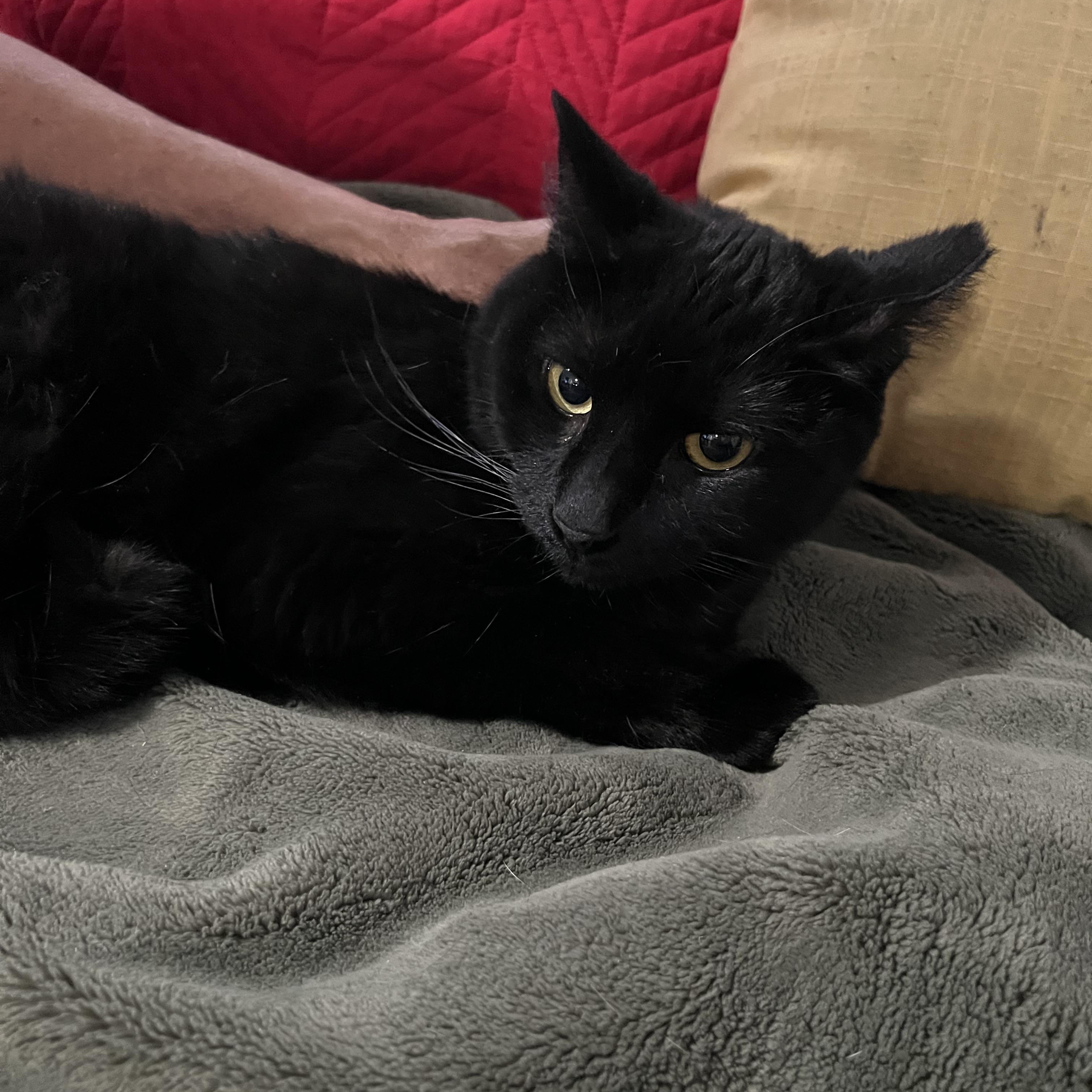 Enlarge Breezy Lovebug, a Adoptable Domestic Short Hair in Parkland, FL image 3/4