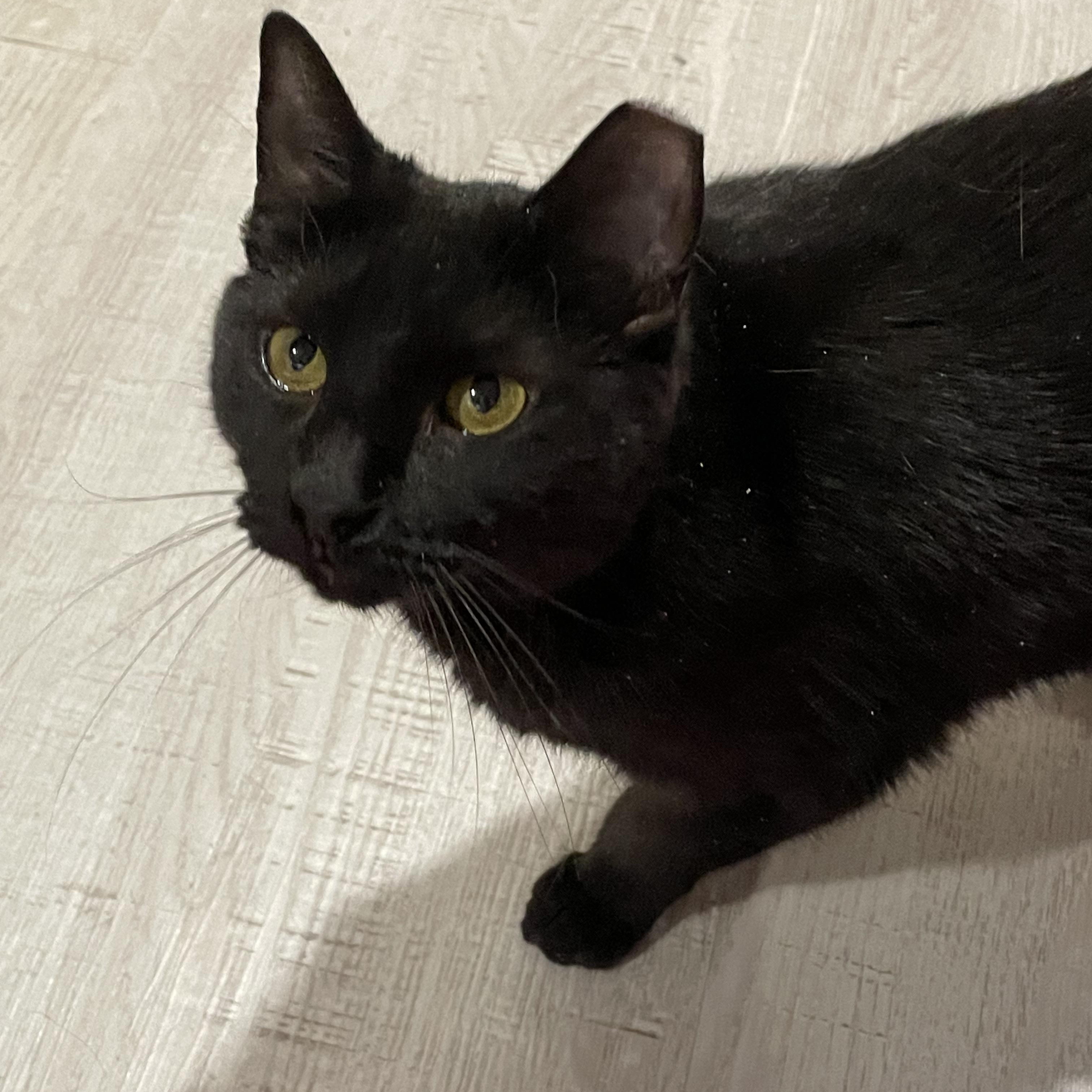 Breezy The Greeter, Adoptable, Young Female Domestic Short Hair.