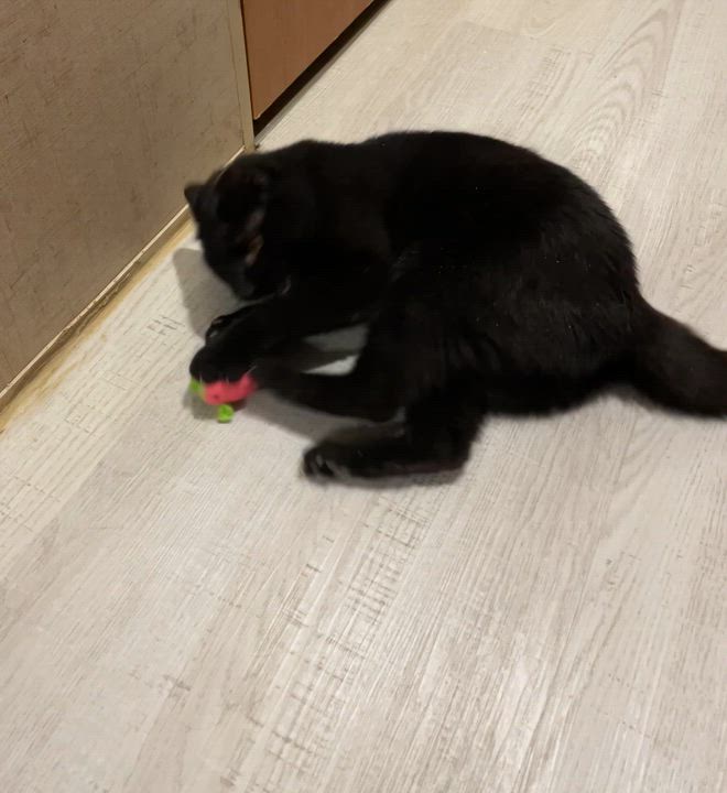 Enlarge Breezy The Greeter, a Adoptable Domestic Short Hair in Parkland, FL video 4/4