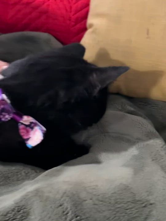 Enlarge Breezy Lovebug, a Adoptable Domestic Short Hair in Parkland, FL video 4/4