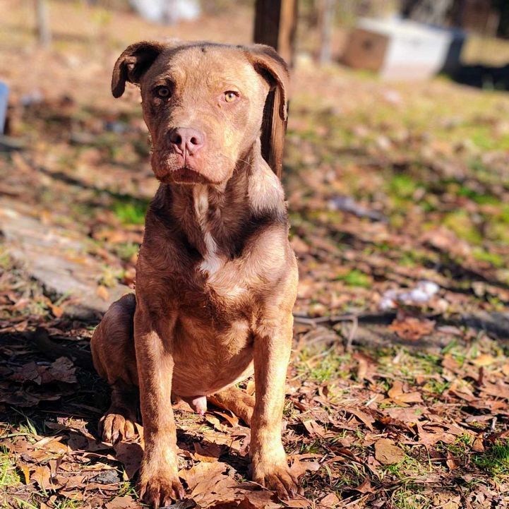 Enlarge Reggie, a Adopted mixed breed in Springhill, LA image 1/2