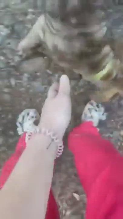 Enlarge Reggie, a Adopted mixed breed in Springhill, LA video 2/2