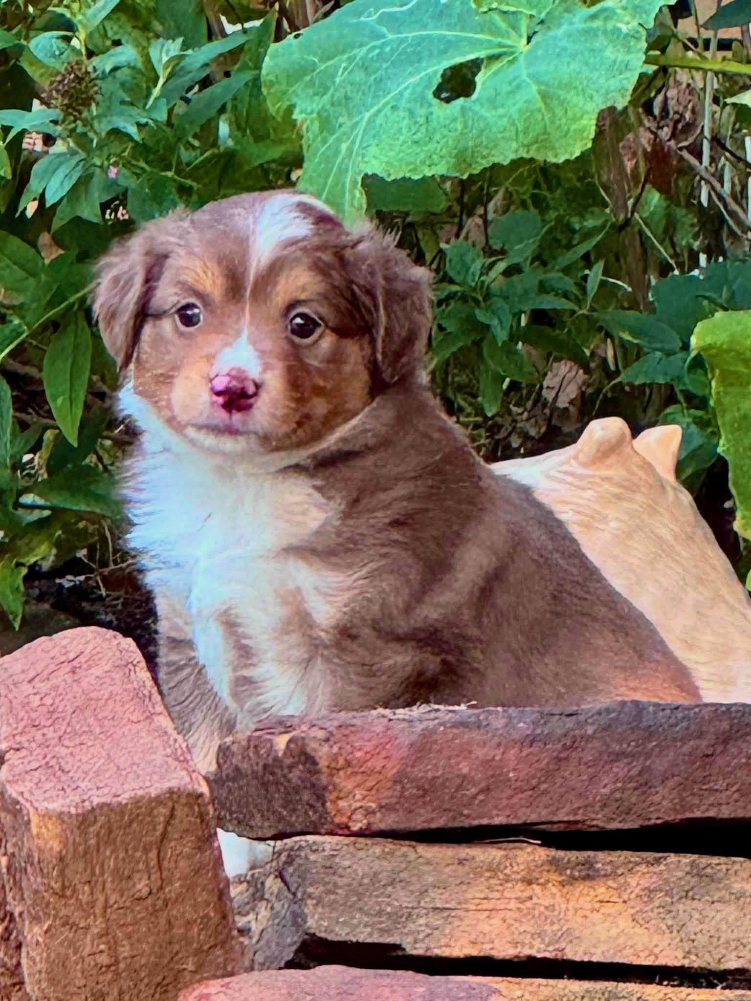 ARPH 14704 - Spangle, Adoptable, Puppy Female Australian Shepherd.