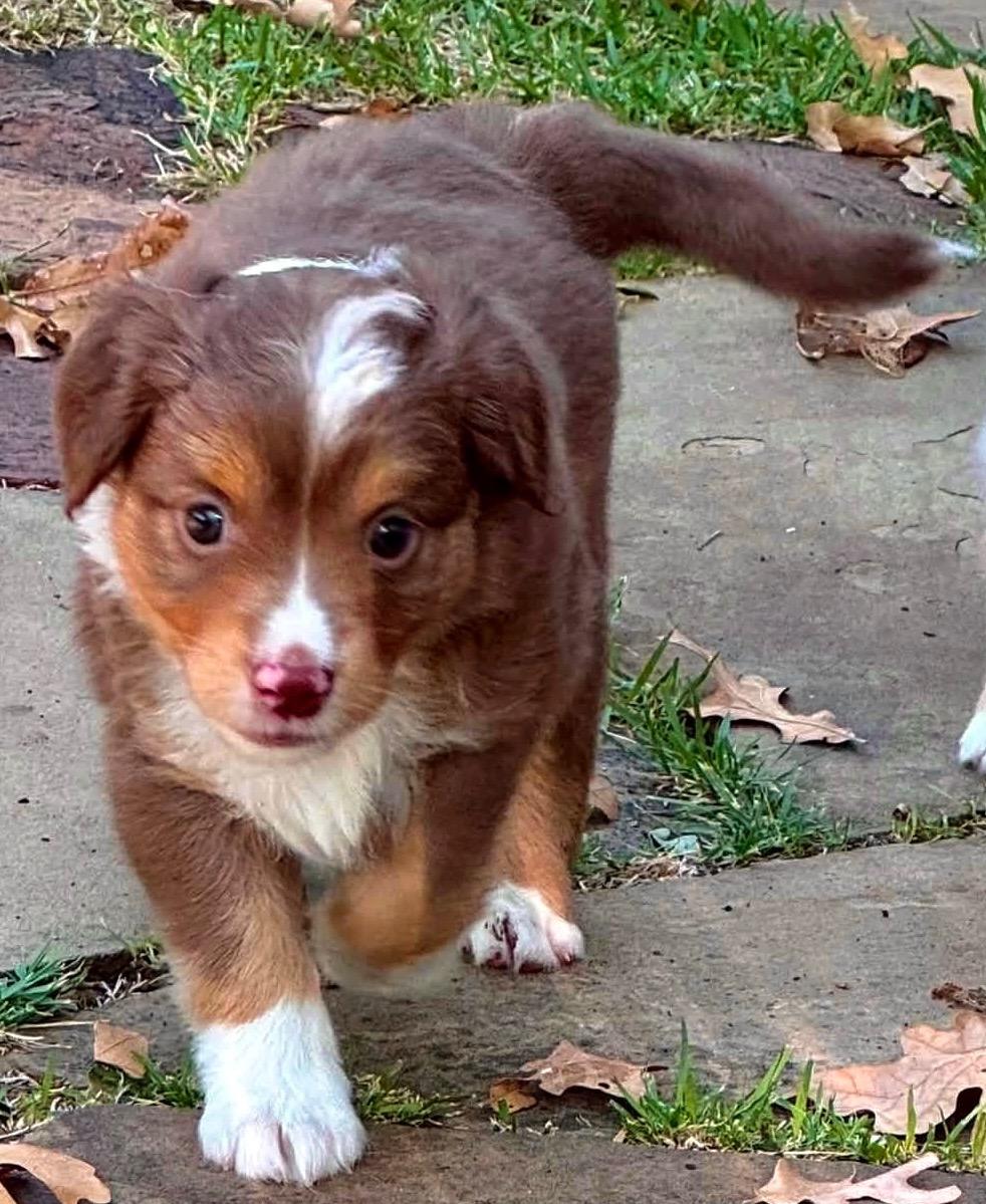 Enlarge ARPH 14704 - Spangle, a Adoptable Australian Shepherd in Tulsa, OK image 2/2