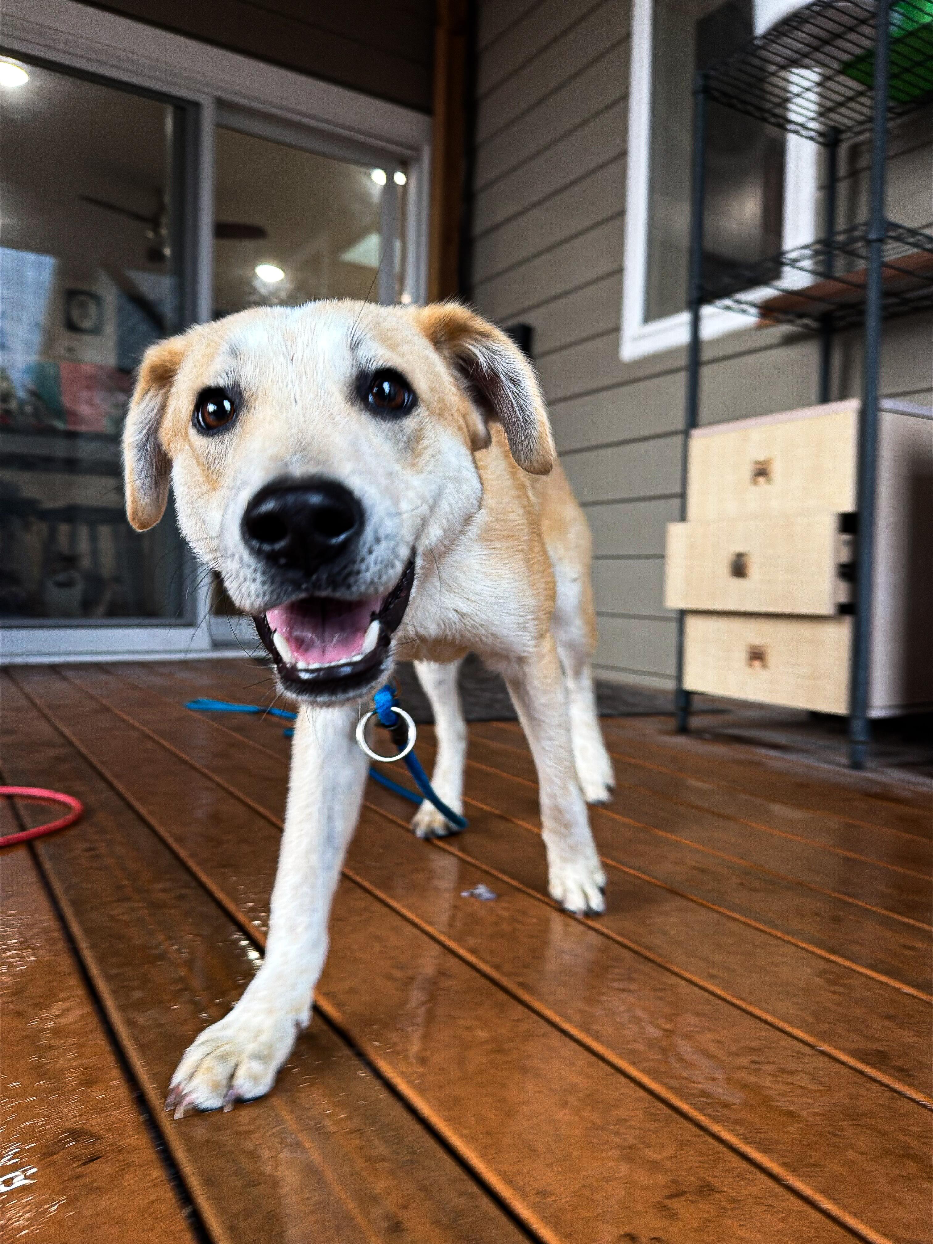 Kodak, ADOPTABLE, Young Male Mixed Breed.
