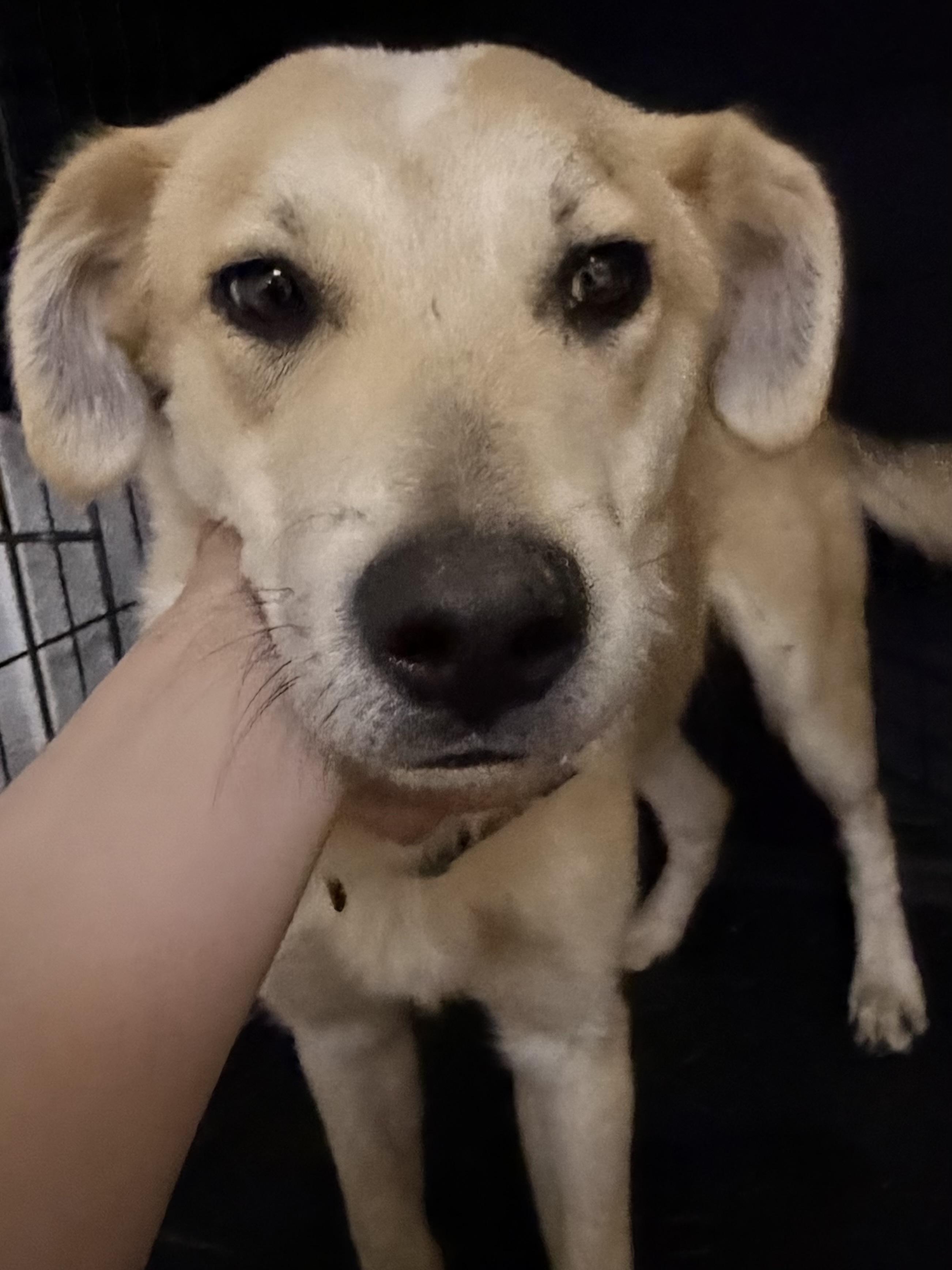 Enlarge Kodak, a ADOPTABLE Mixed Breed in Sartell, MN image 3/4