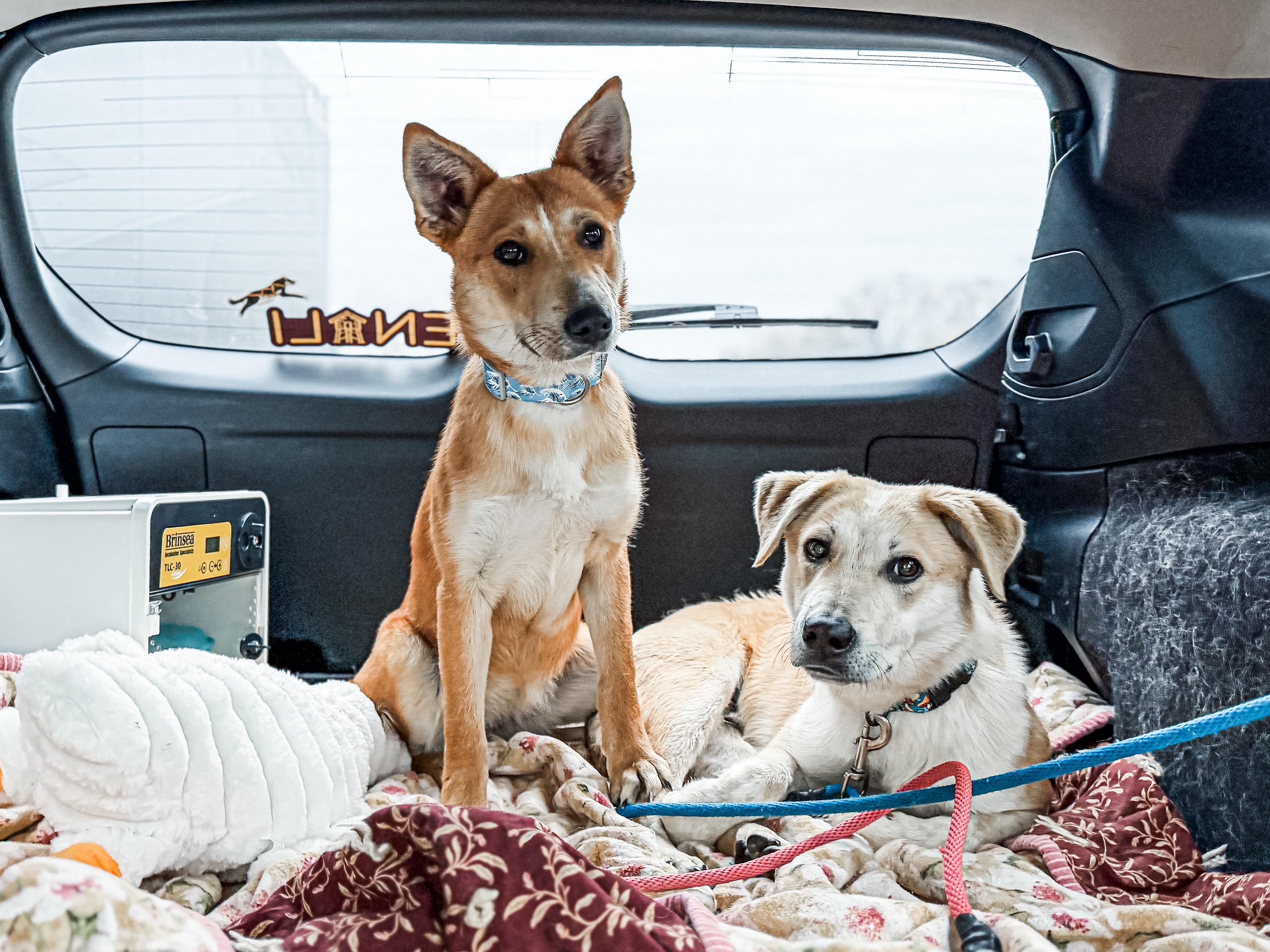 Enlarge Kodak, a ADOPTABLE Mixed Breed in Sartell, MN image 4/4