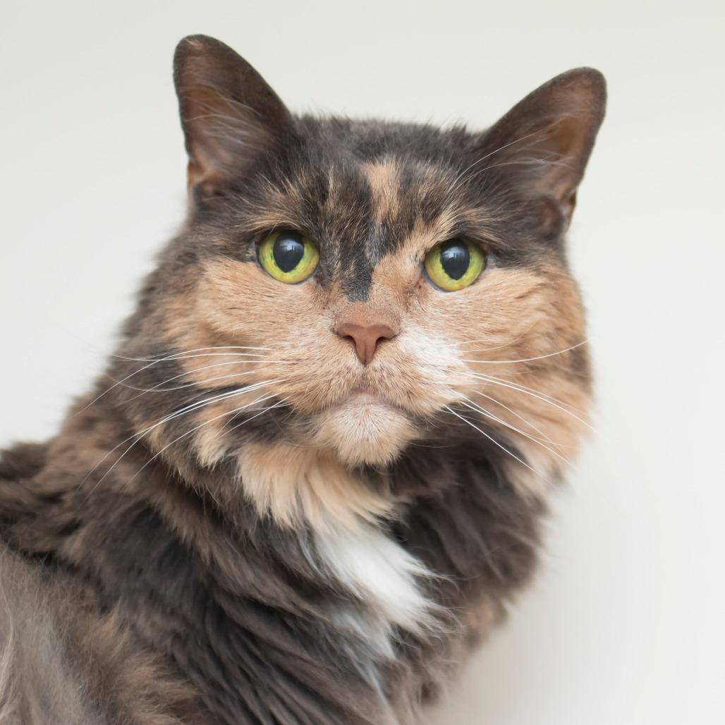 Mittens, Adoptable, Senior Female Domestic Medium Hair.