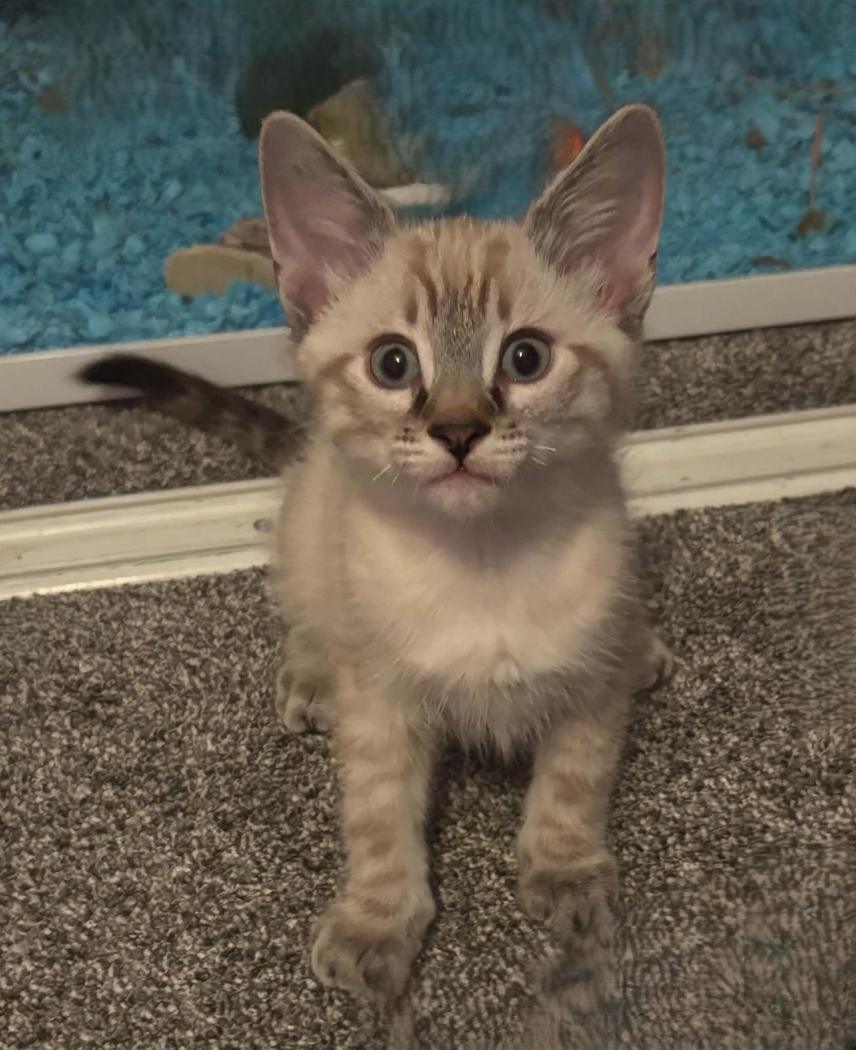 Enlarge Fozzy, a Adopted mixed breed in Tehachapi, CA image 1/6