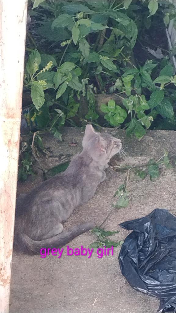 Enlarge Gray Baby, a Adopted mixed breed in Murray, KY image 1/1