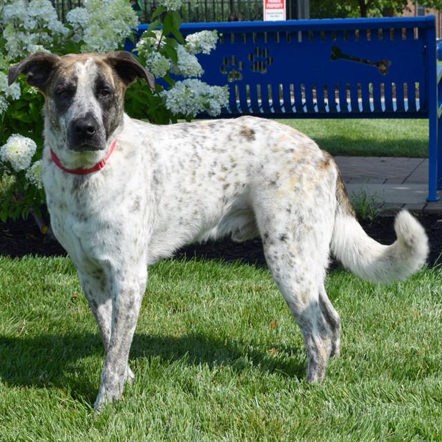 Enlarge COLBY, a Adoptable mixed breed in St. Louis, MO image 1/1