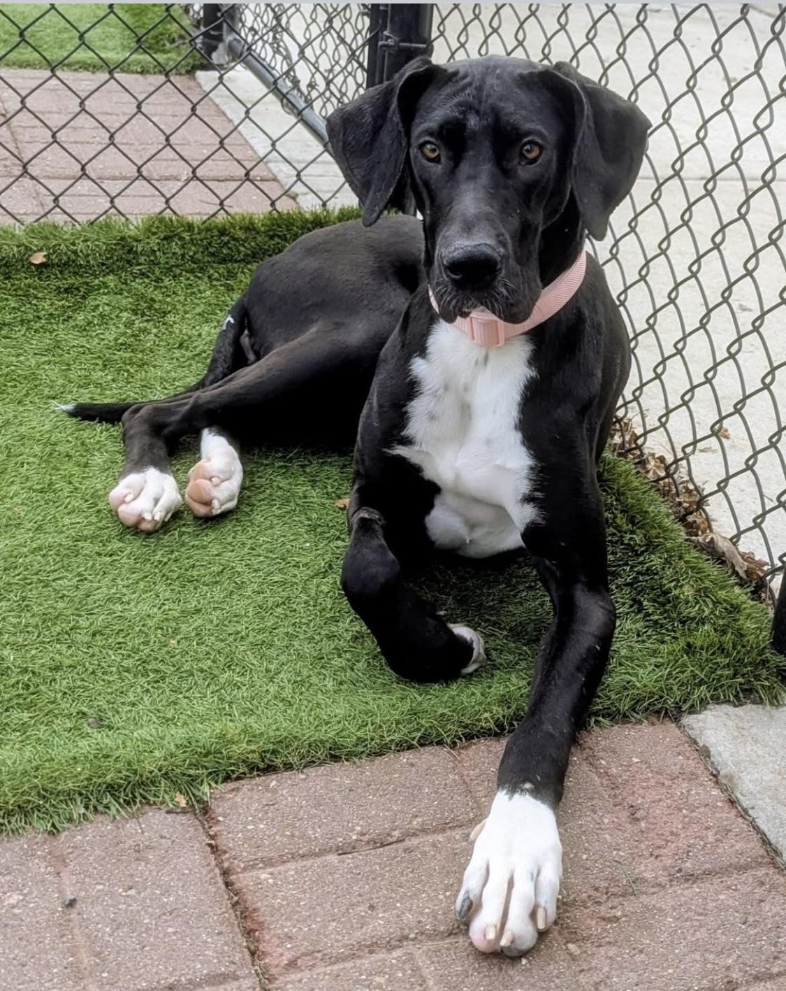 Enlarge Hermione, a Adoptable mixed breed in Westville, IN image 1/1