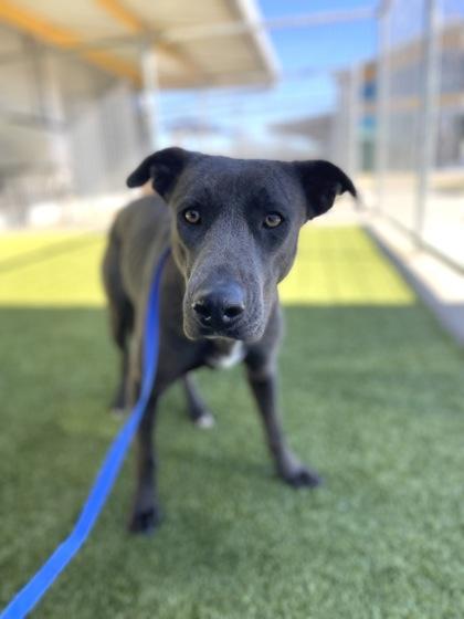 Wren — thumbnail 3