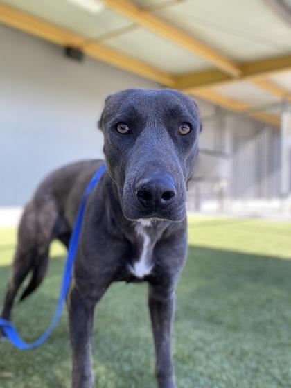 Wren — thumbnail 4