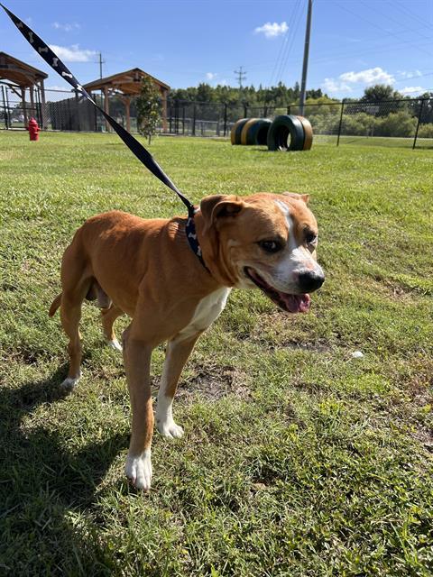 RIKER, Adoptable, Adult Male American Bulldog & Mixed Breed.
