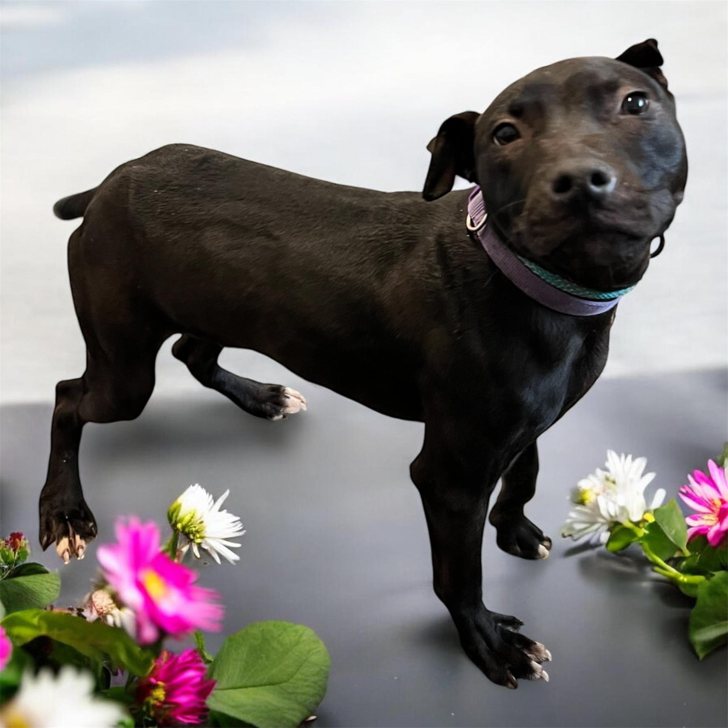 Enlarge Sheldon, a ADOPTABLE mixed breed in Horn Lake, MS image 3/6