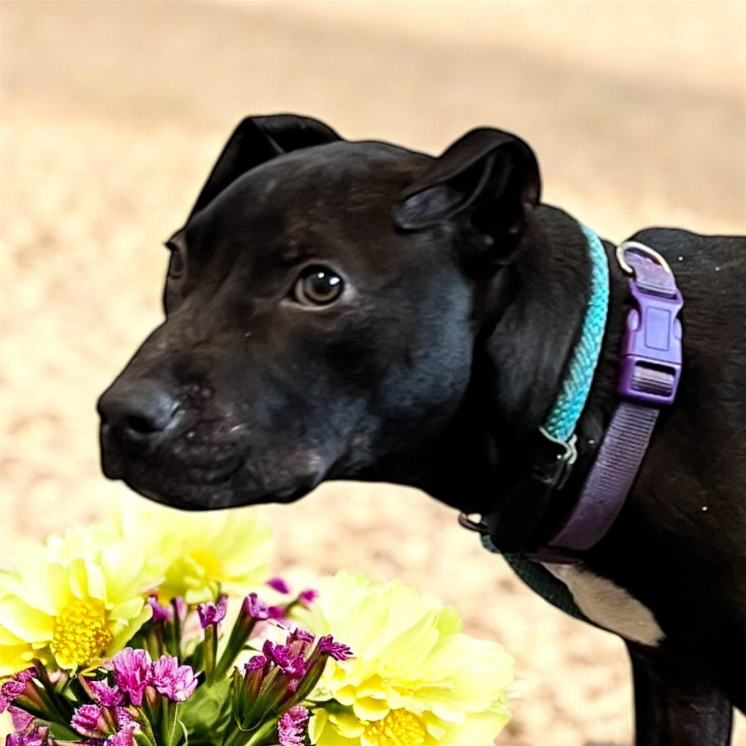 Enlarge Sheldon, a ADOPTABLE mixed breed in Horn Lake, MS image 1/6