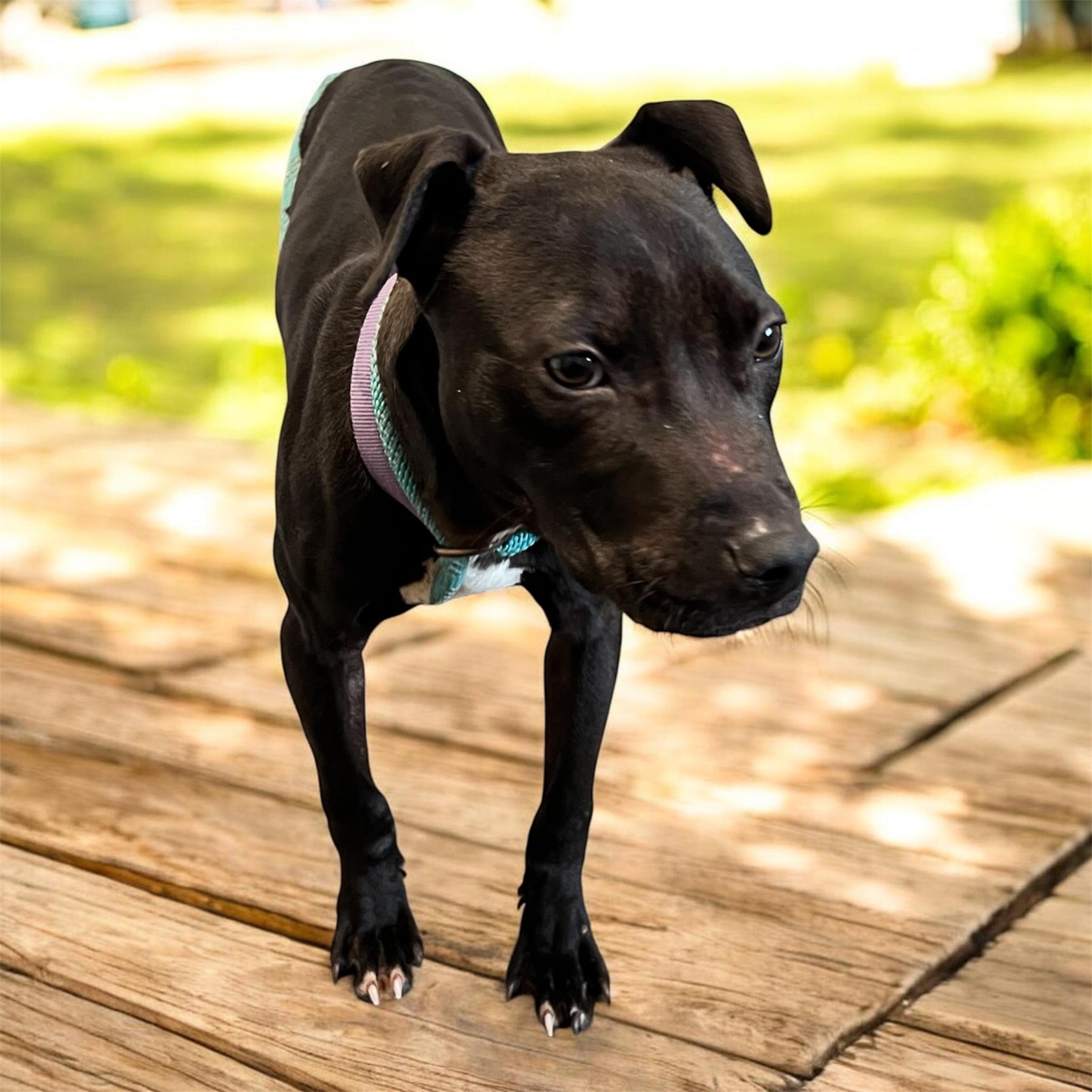 Enlarge Sheldon, a ADOPTABLE mixed breed in Horn Lake, MS image 4/6