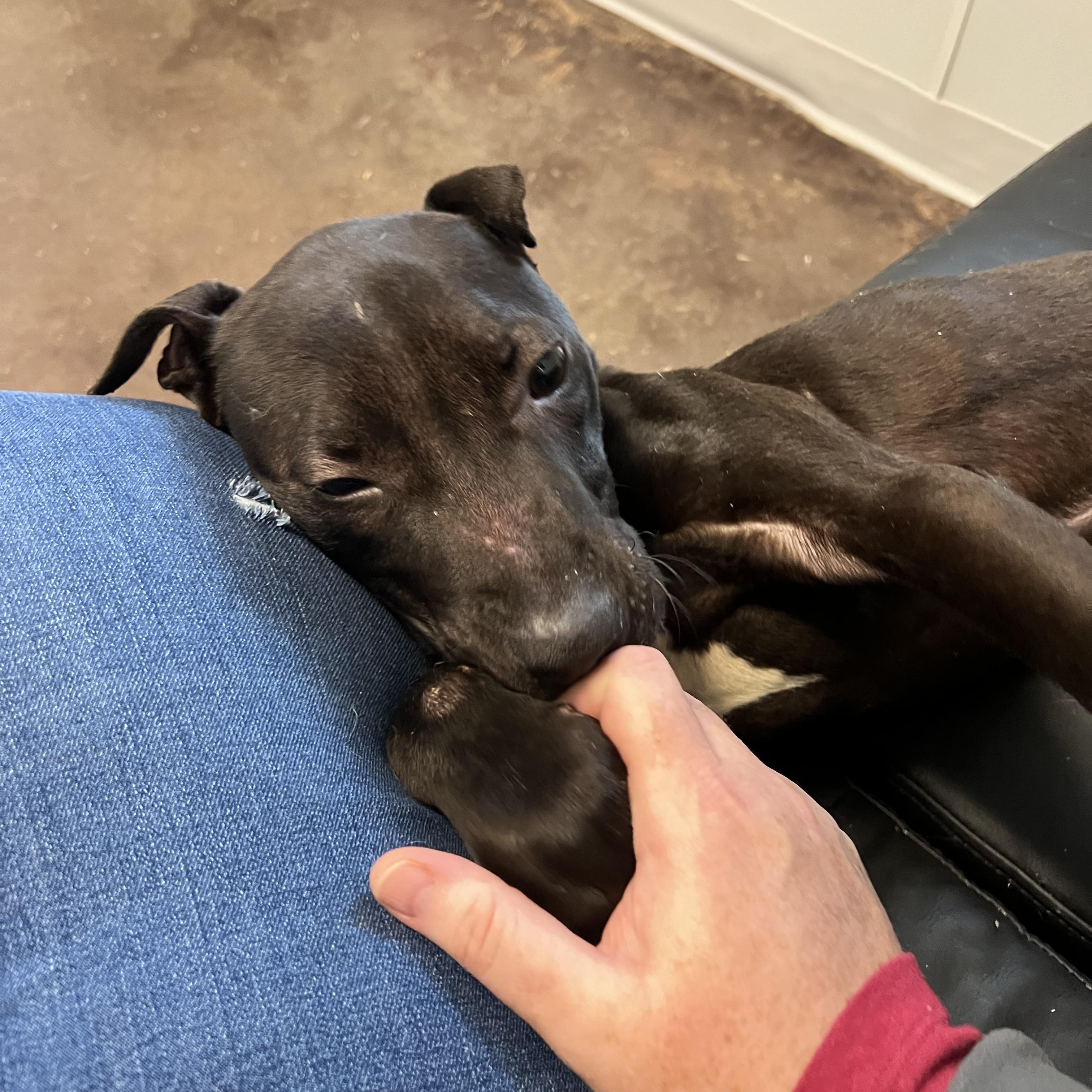 Enlarge Sheldon, a ADOPTABLE mixed breed in Horn Lake, MS image 5/6