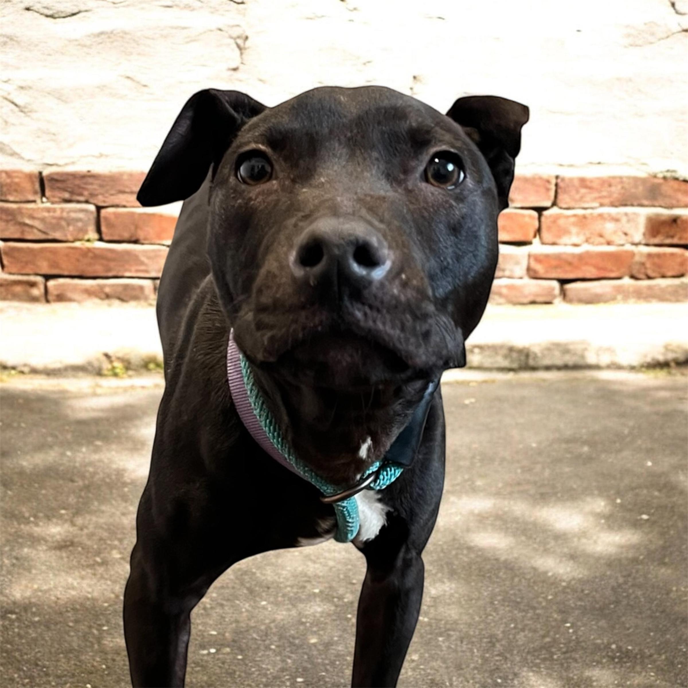 Enlarge Sheldon, a ADOPTABLE mixed breed in Horn Lake, MS image 2/6