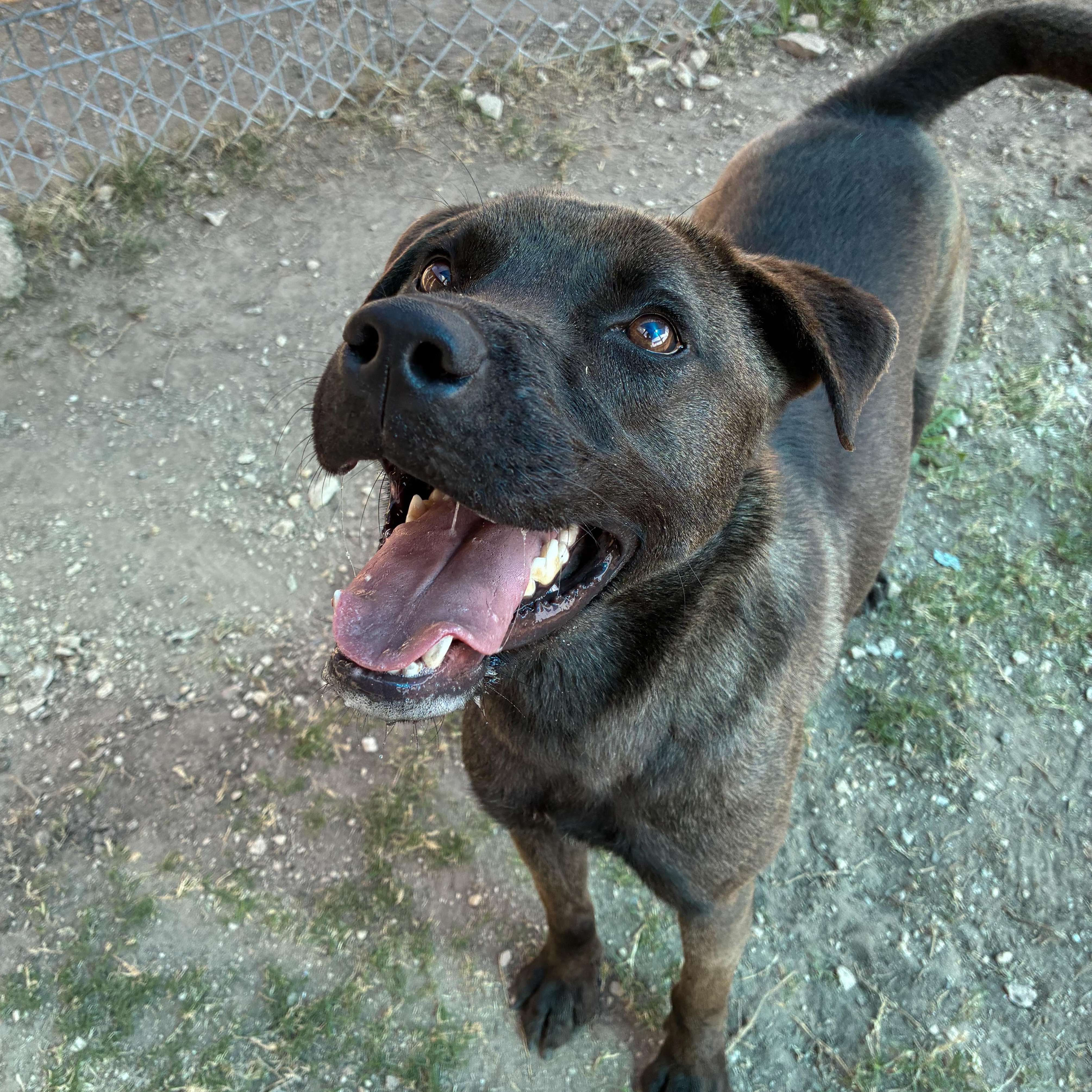 Enlarge Taz, a Adoptable mixed breed in Converse, TX image 1/4